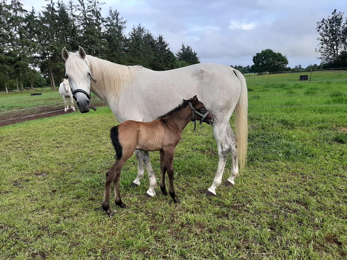 Shagya Araber (SH) Østergaards Amir D'Luxe  billede 4