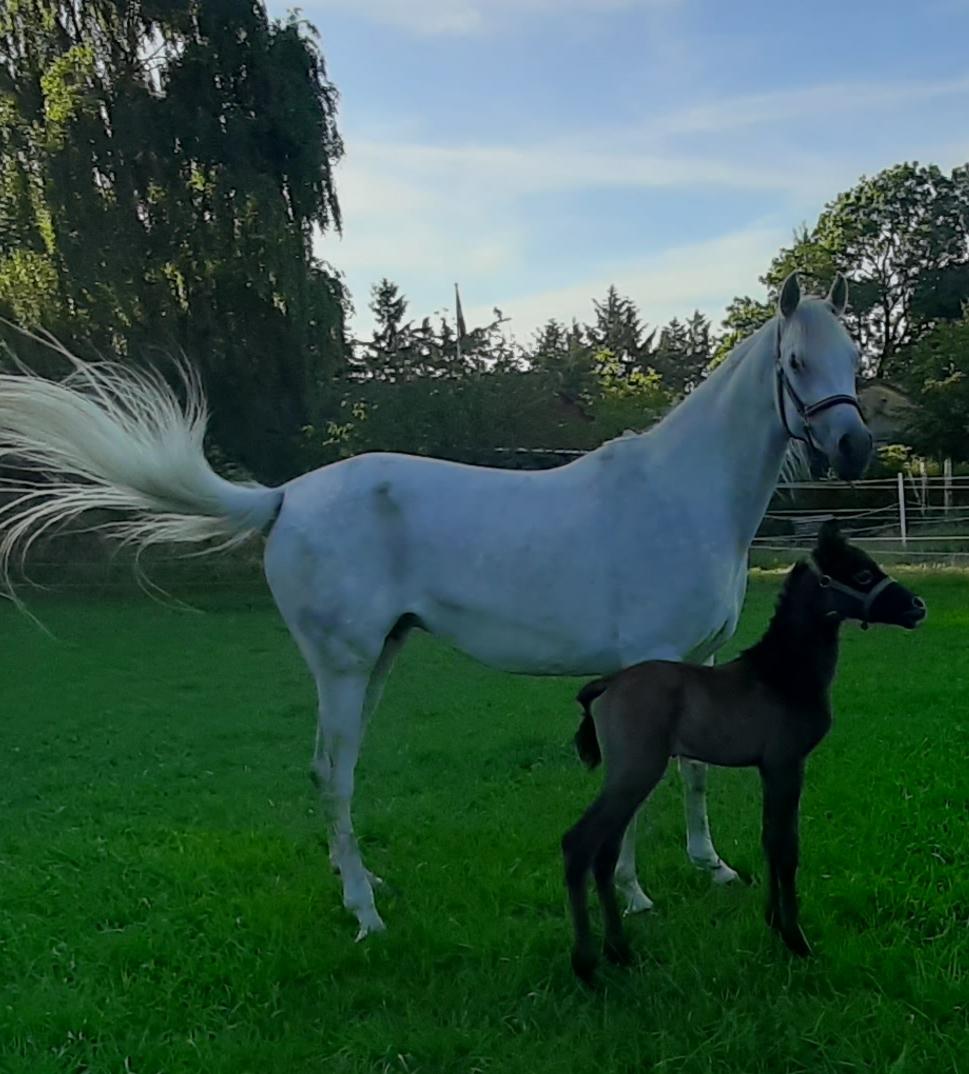 Shagya Araber (SH) Østergaards Amir D'Luxe  billede 7