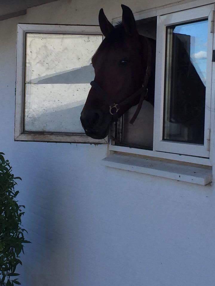 Traver Sweet n sour billede 9