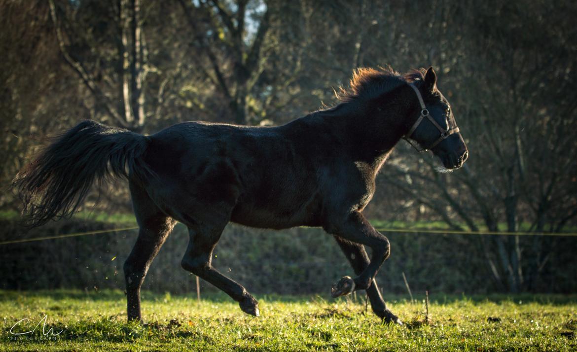 Traver Falmingo billede 9