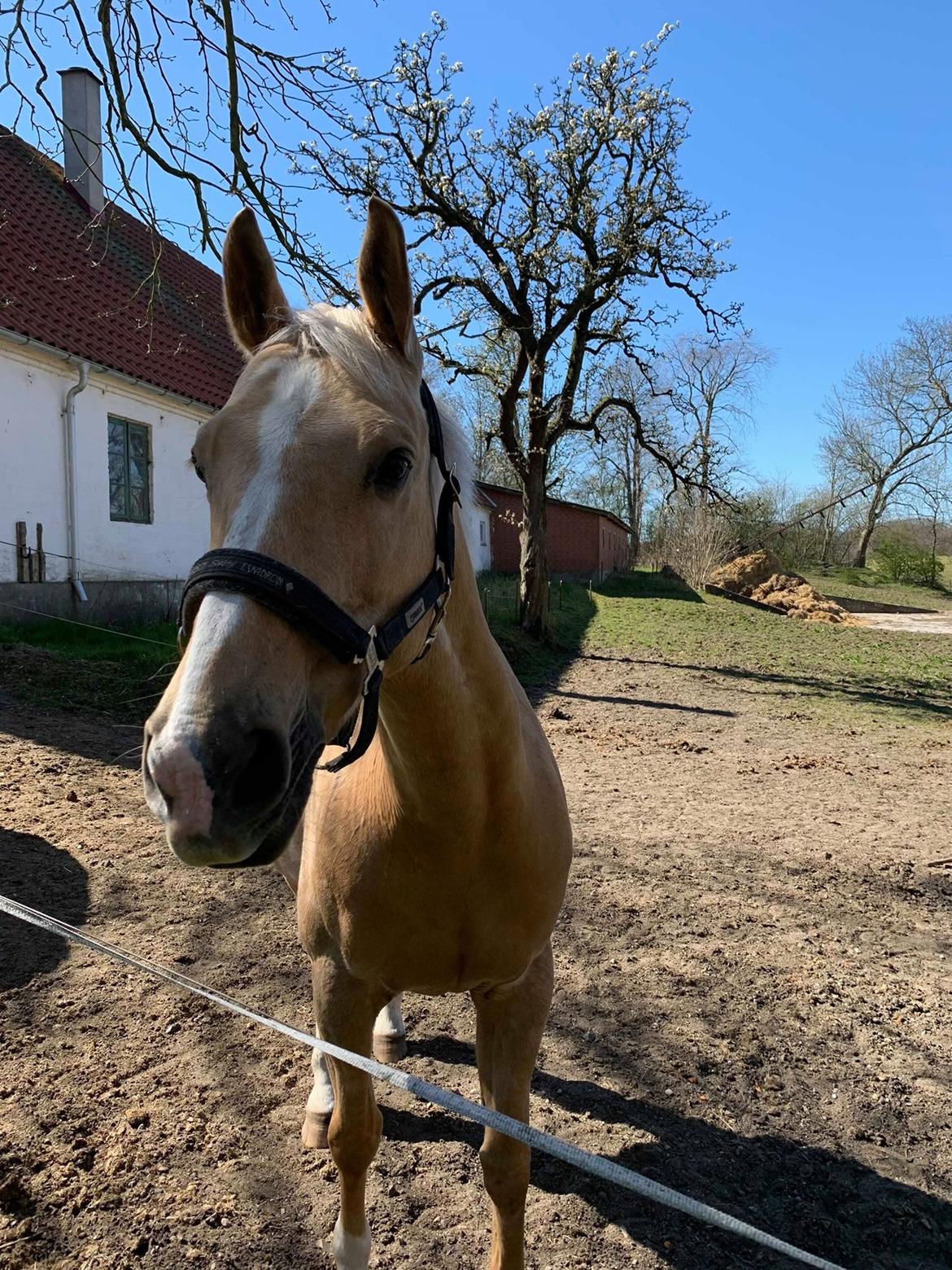 Palomino Rudolph's Cheyenne billede 10