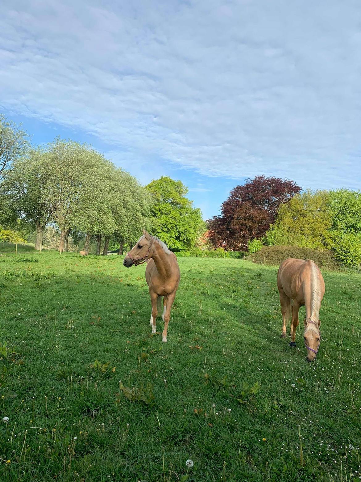 Palomino Rudolph's Cheyenne billede 2