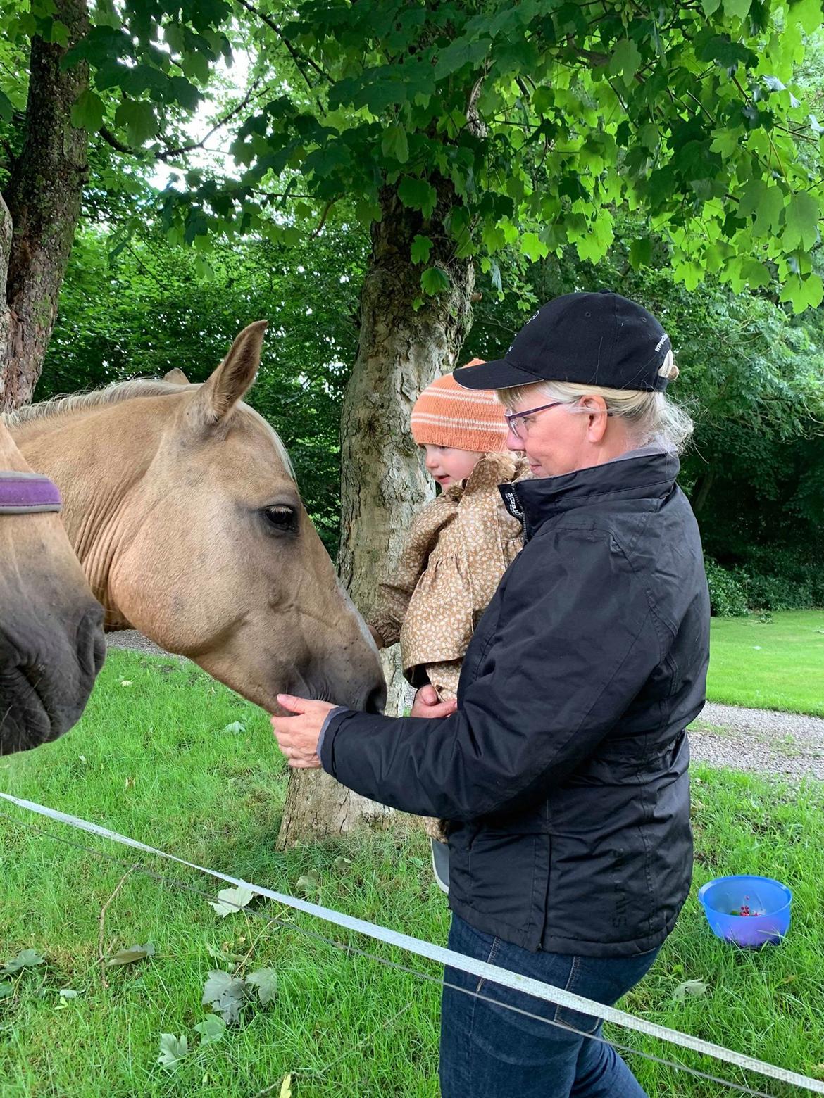 Palomino Rudolph's Cheyenne billede 4