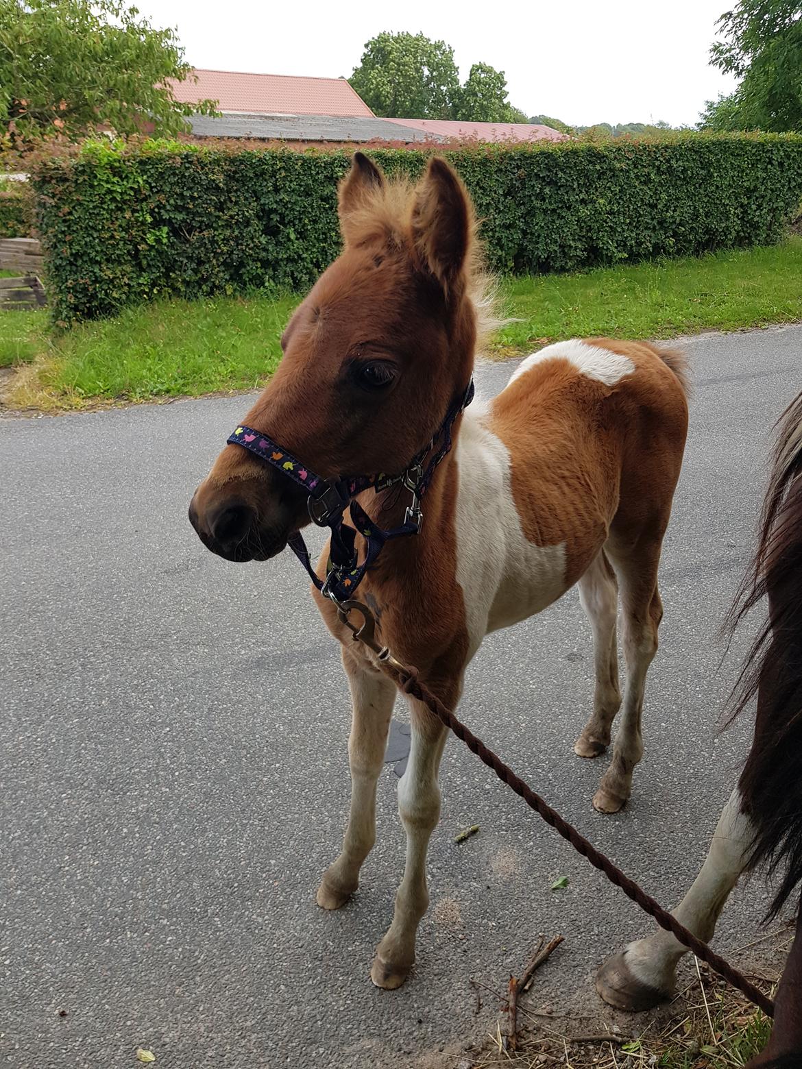 Welsh Partbred (Sec F) Team Babs's zorro billede 12