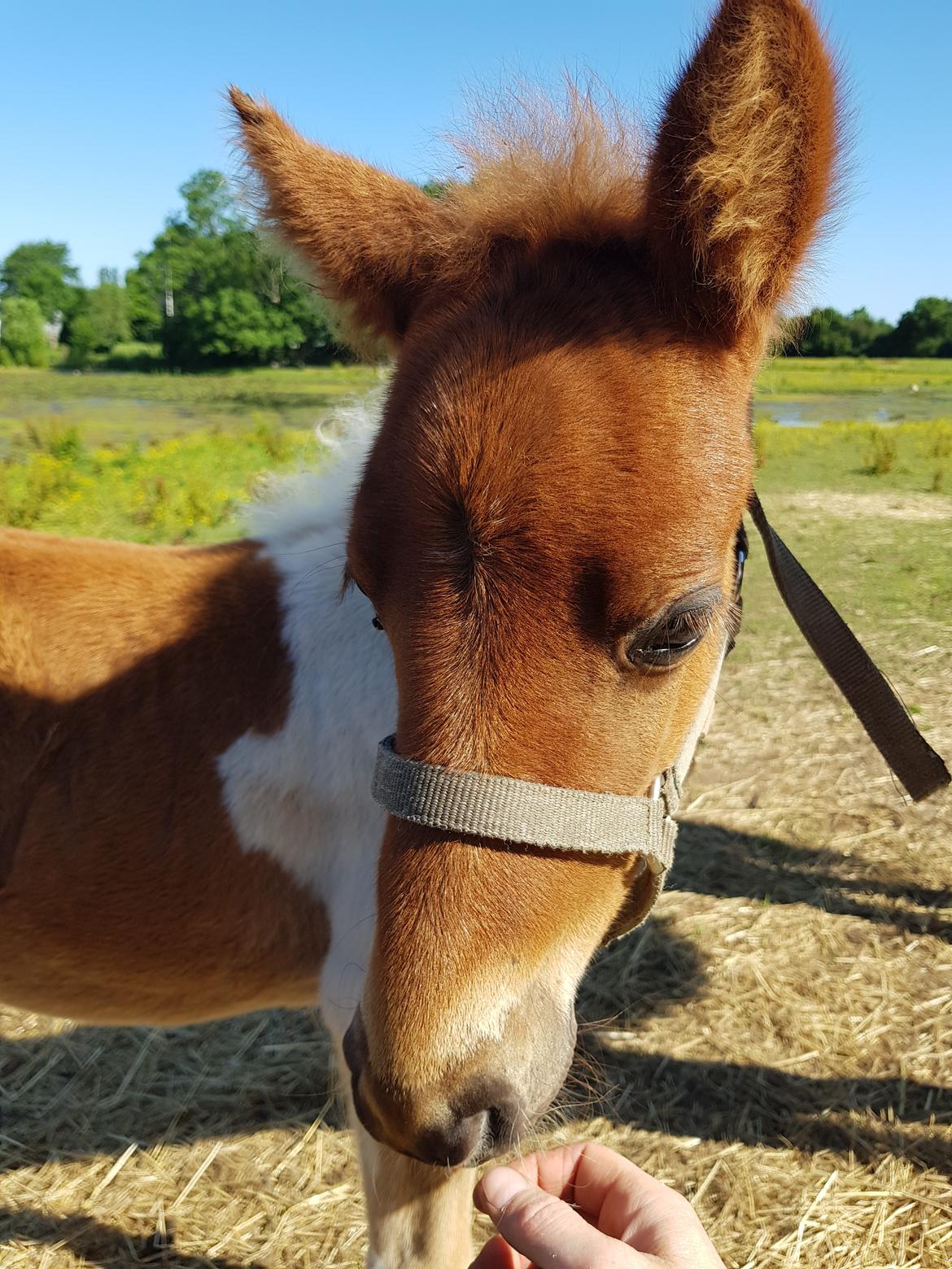 Welsh Partbred (Sec F) Team Babs's zorro billede 13