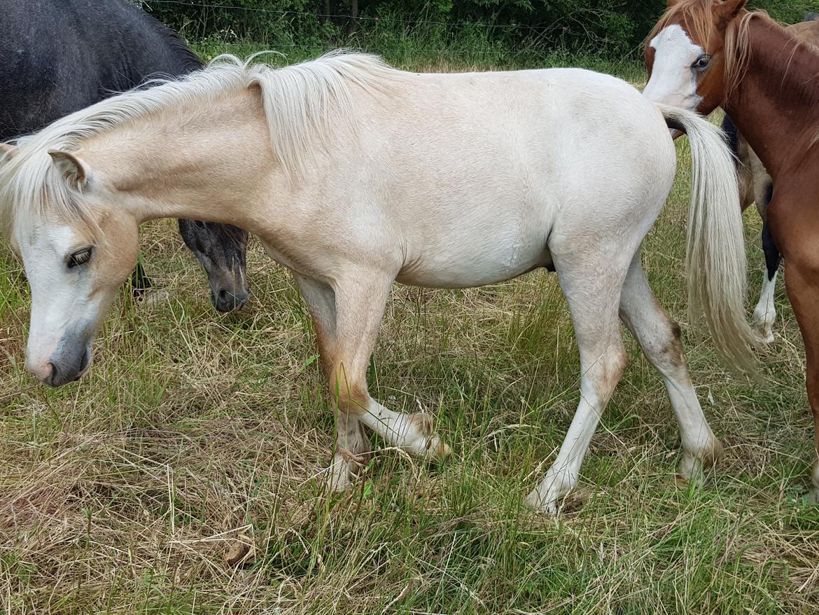 Welsh Mountain (sec A) noerrelide's Santos  billede 2