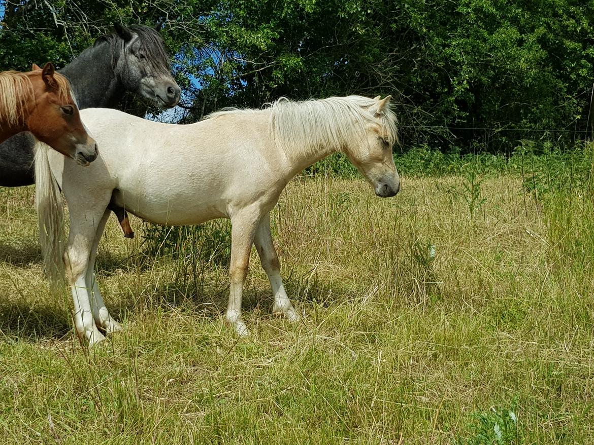 Welsh Mountain (sec A) noerrelide's Santos  billede 8