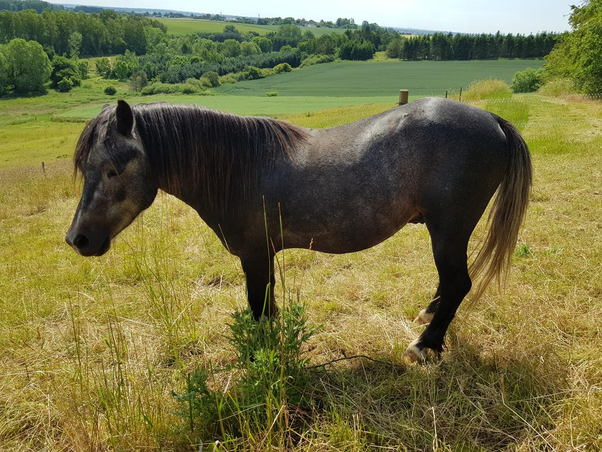 Welsh Mountain (sec A) Harvest paper clips billede 20