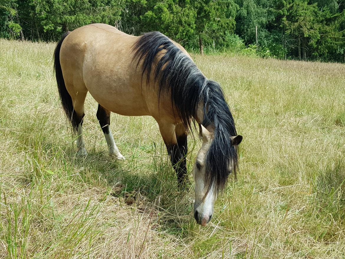 Welsh Pony (sec B) aastrupgaards Heartbeat billede 18