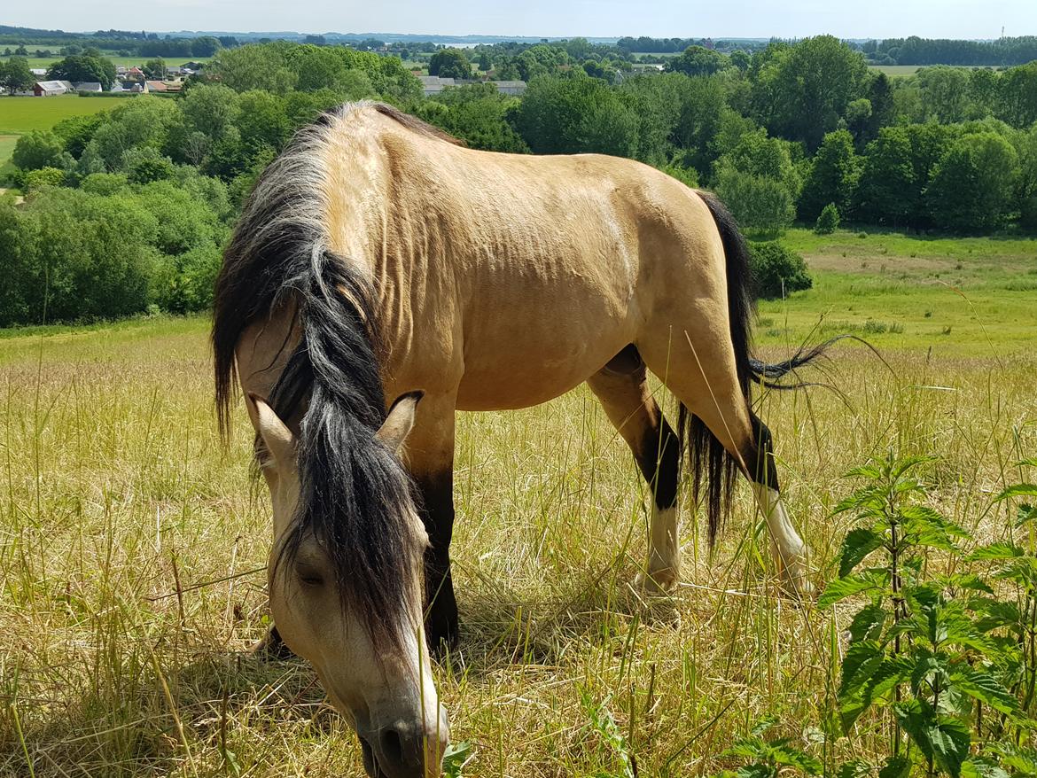Welsh Pony (sec B) aastrupgaards Heartbeat billede 19