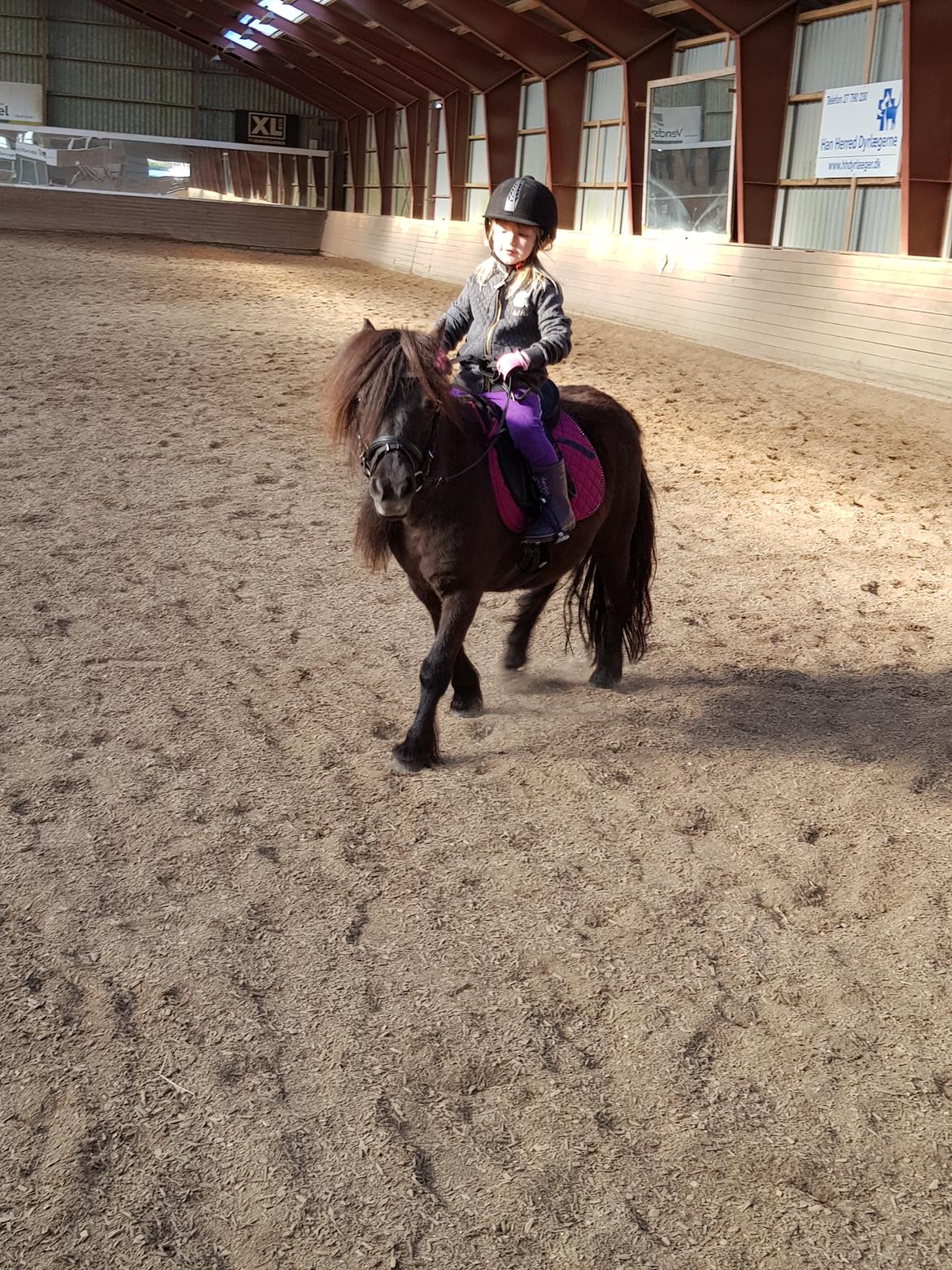 Anden særlig race Jasmin (Lotte) - Jasmin og Lykke på 3år billede 2