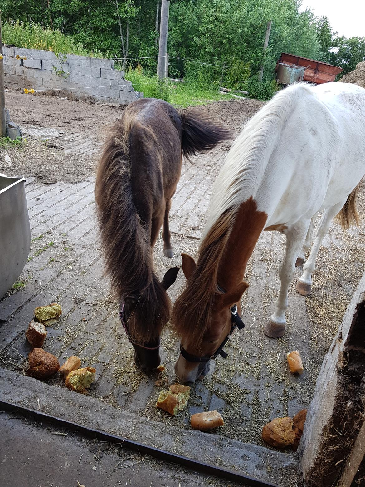 Anden særlig race Nørgaards Nala - Nala 10mdr. får mad sammen med Vaiana  billede 1