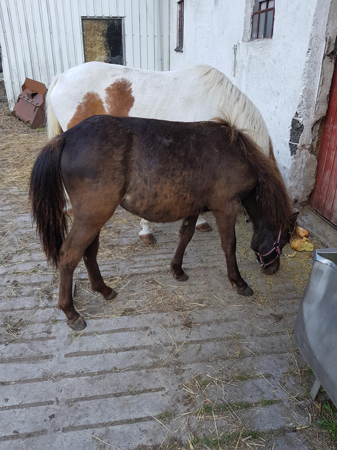 Anden særlig race Nørgaards Nala - Nala 10mdr. ved at smide følpelsen billede 2