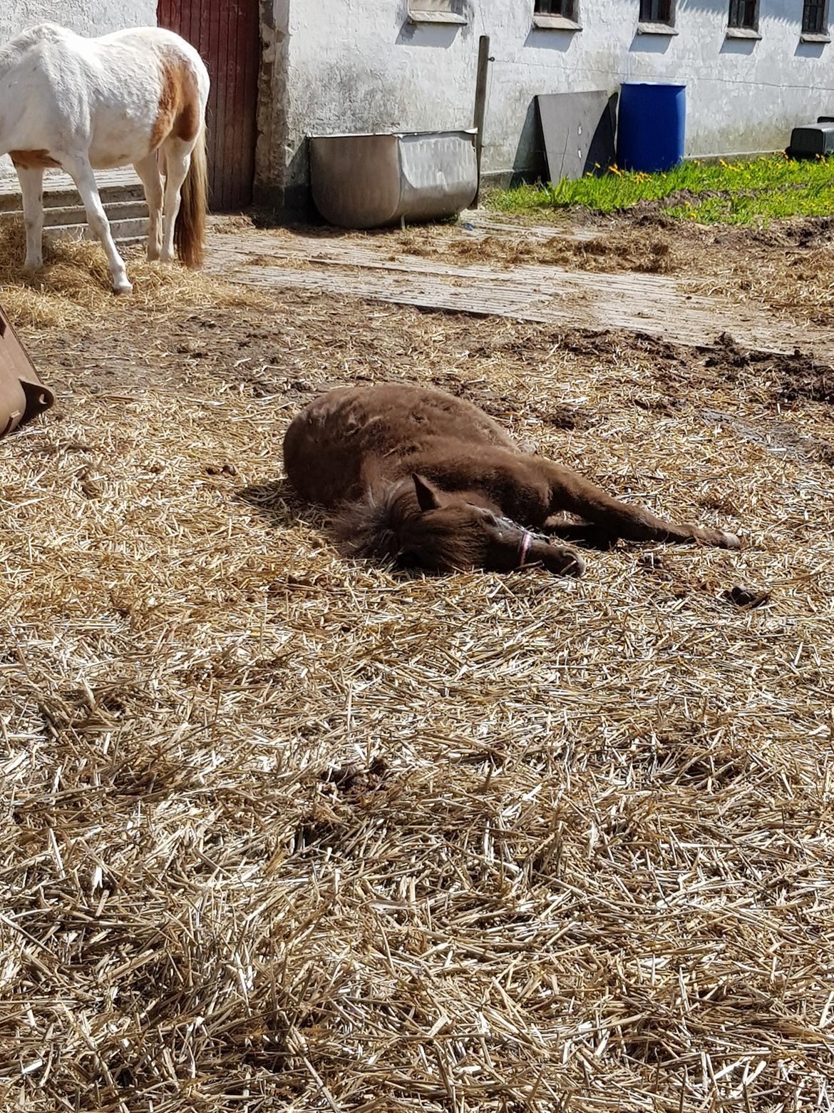 Anden særlig race Nørgaards Nala - Nala får lige en lur billede 3