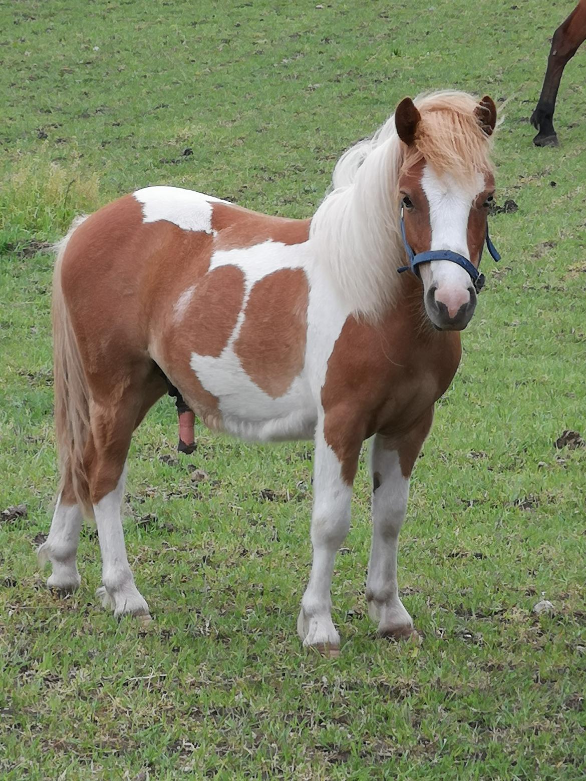 Anden særlig race Daylight (Følle)  billede 1