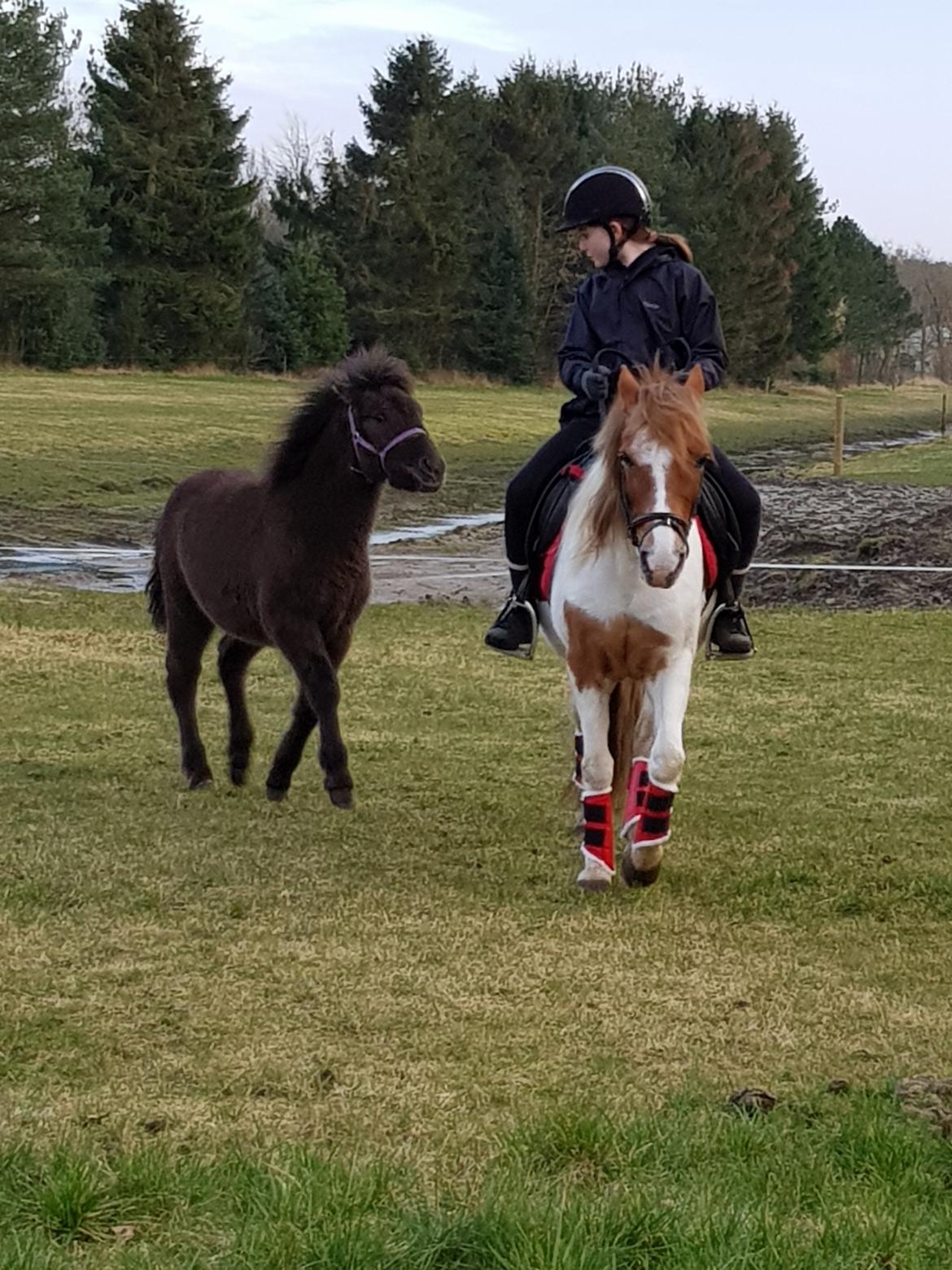 Anden særlig race Nørgaards Nala - Når man gerne vil være med når der rides billede 4