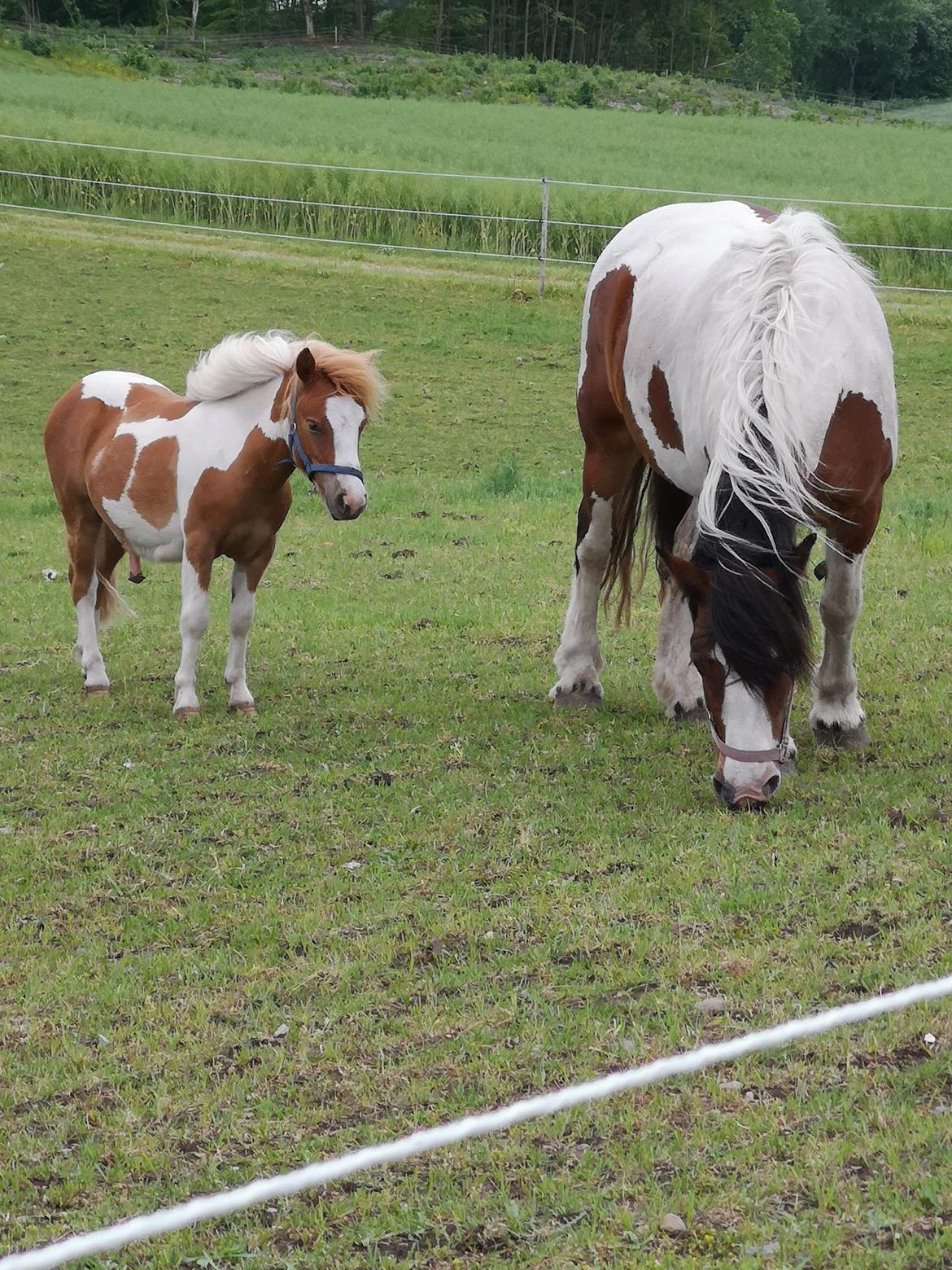Anden særlig race Daylight (Følle)  billede 5