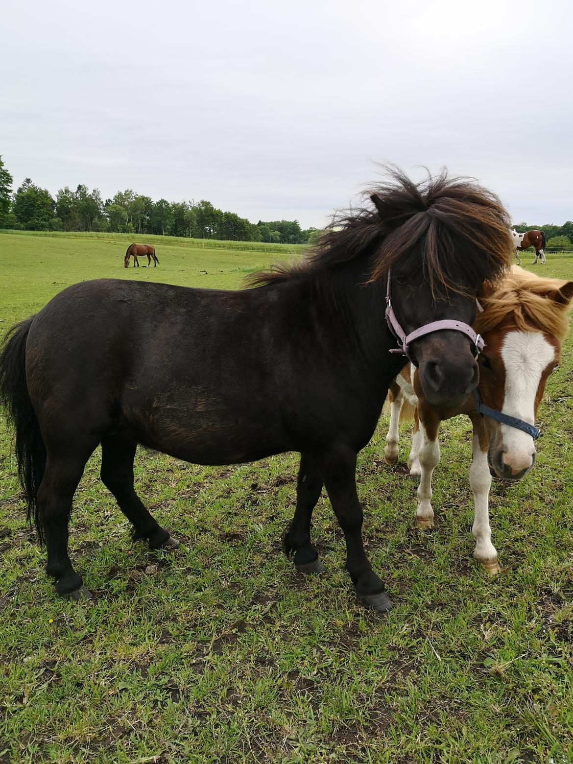 Anden særlig race Stacy (Daisy)  billede 1