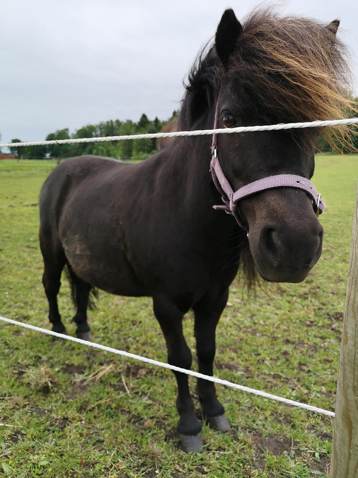 Anden særlig race Stacy (Daisy)  billede 5