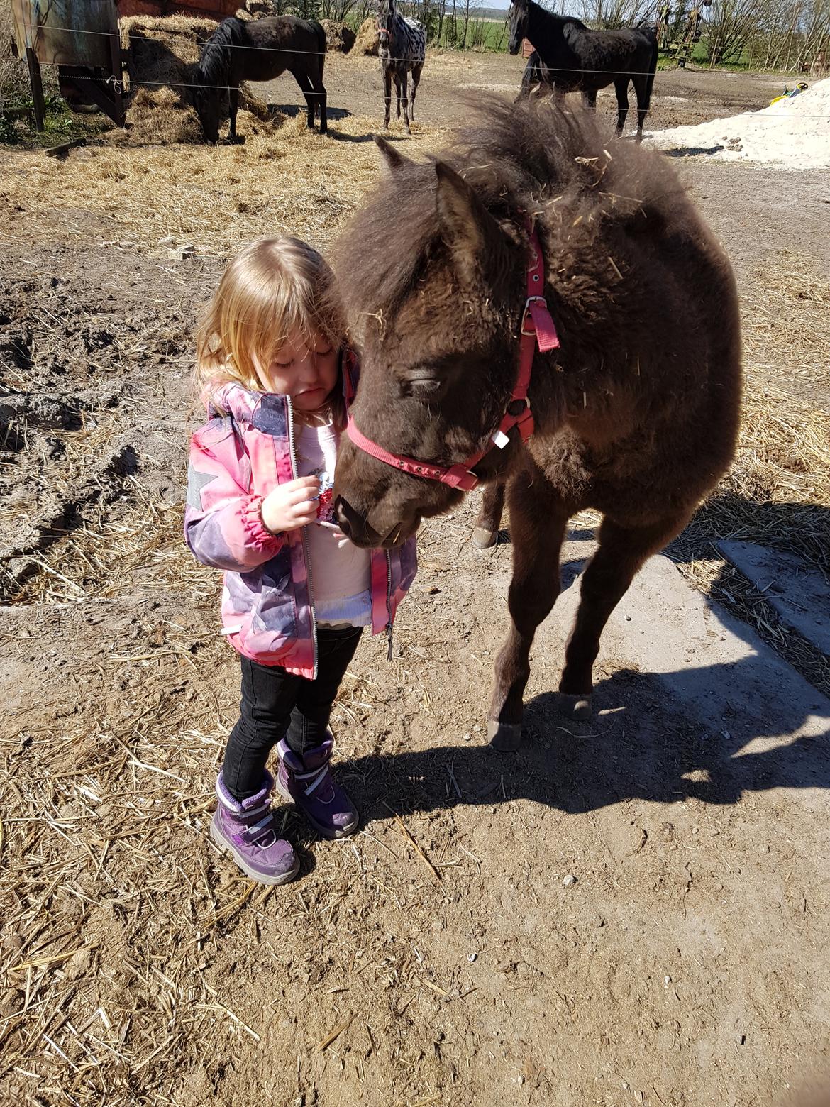 Anden særlig race Nørgaards Nala billede 5