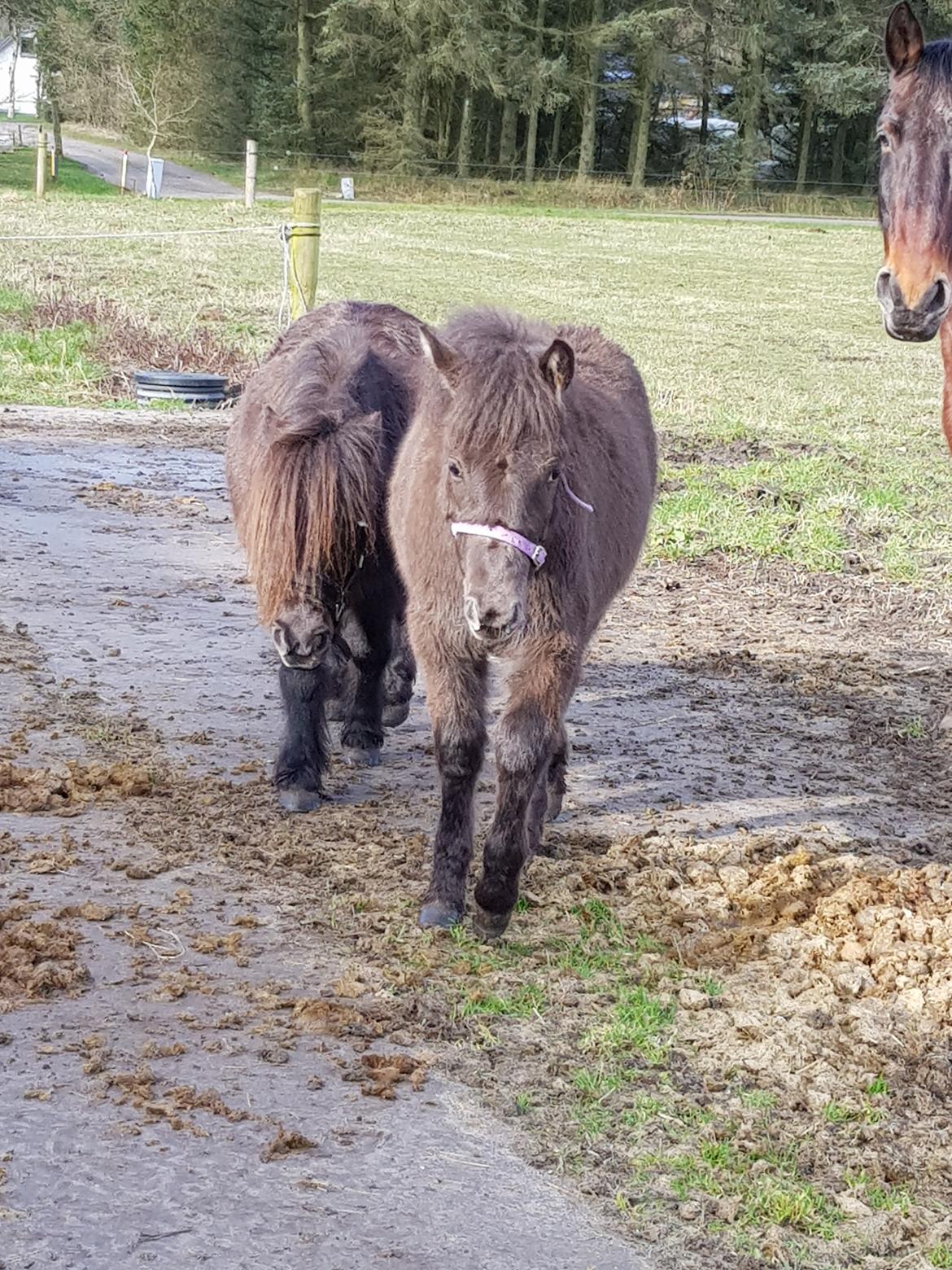 Anden særlig race Nørgaards Nala - Nala 5mdr. vokset over sin mor  billede 6