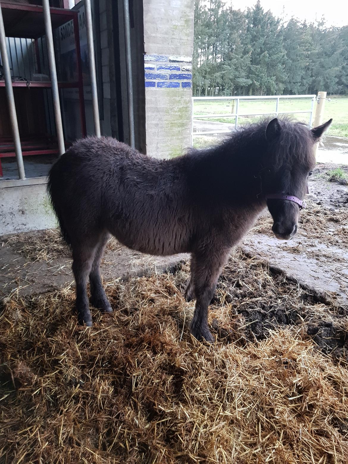 Anden særlig race Nørgaards Nala - Nala 6 mdr. billede 7
