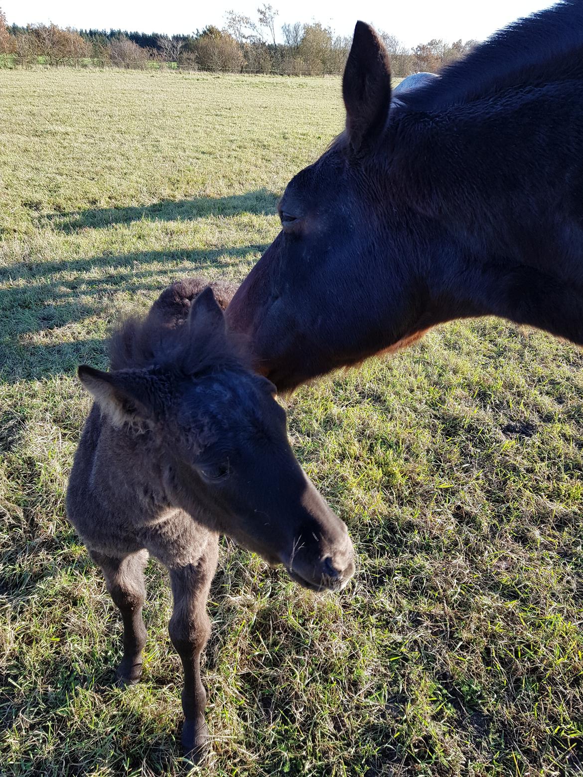 Anden særlig race Nørgaards Nala - Nala bliver nusset af reservebedste  billede 8