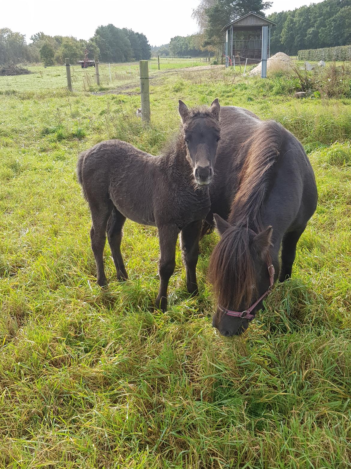 Anden særlig race Nørgaards Nala - Nala 1 mdr. billede 9