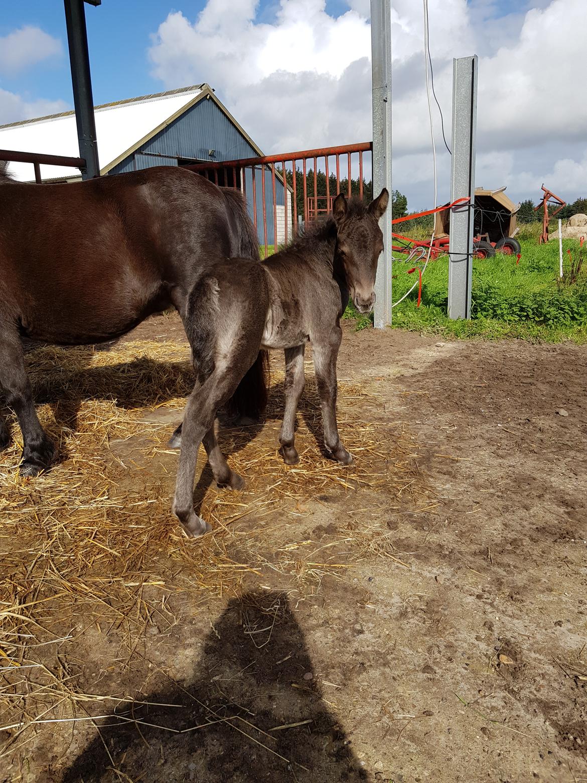 Anden særlig race Nørgaards Nala - Nala 6 dage gammel  billede 10