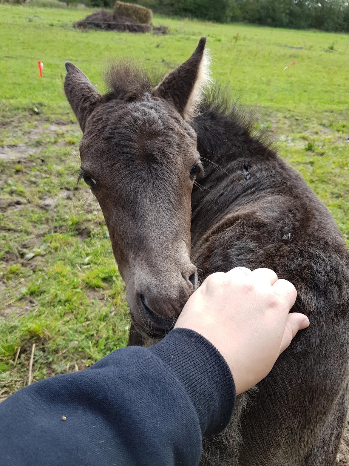 Anden særlig race Nørgaards Nala - Nala 6 dage gammel billede 11