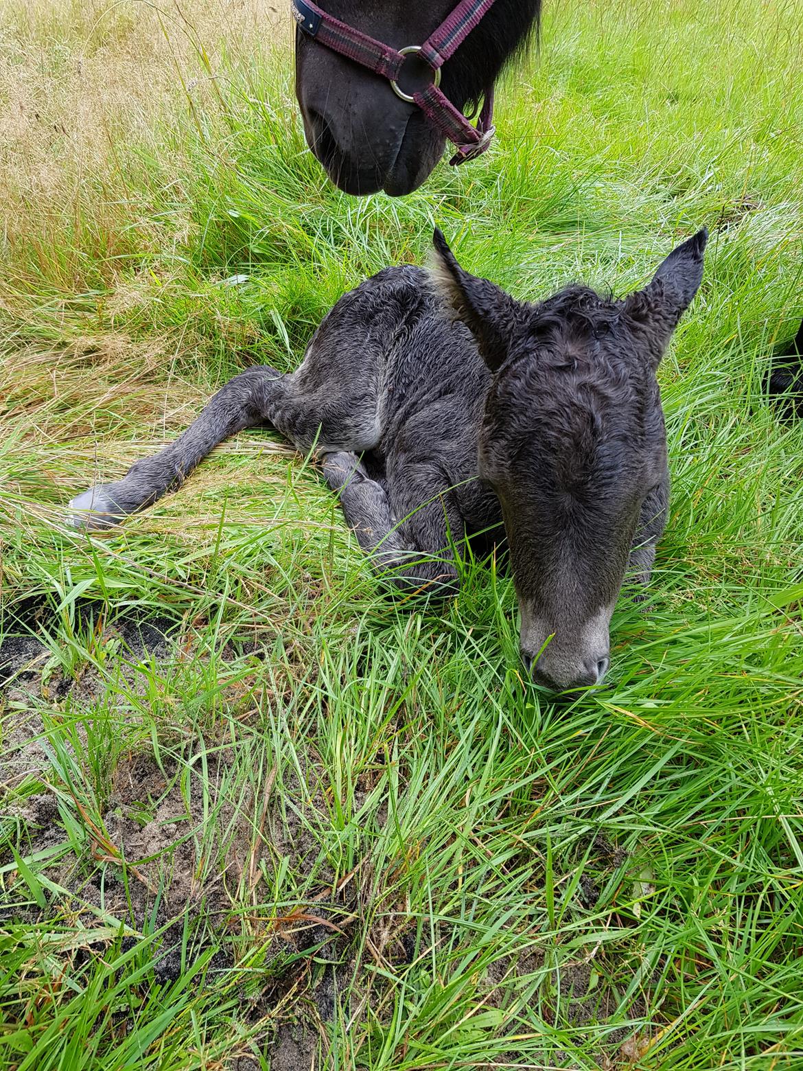Anden særlig race Nørgaards Nala - Nala 1 døgn gammel  billede 12
