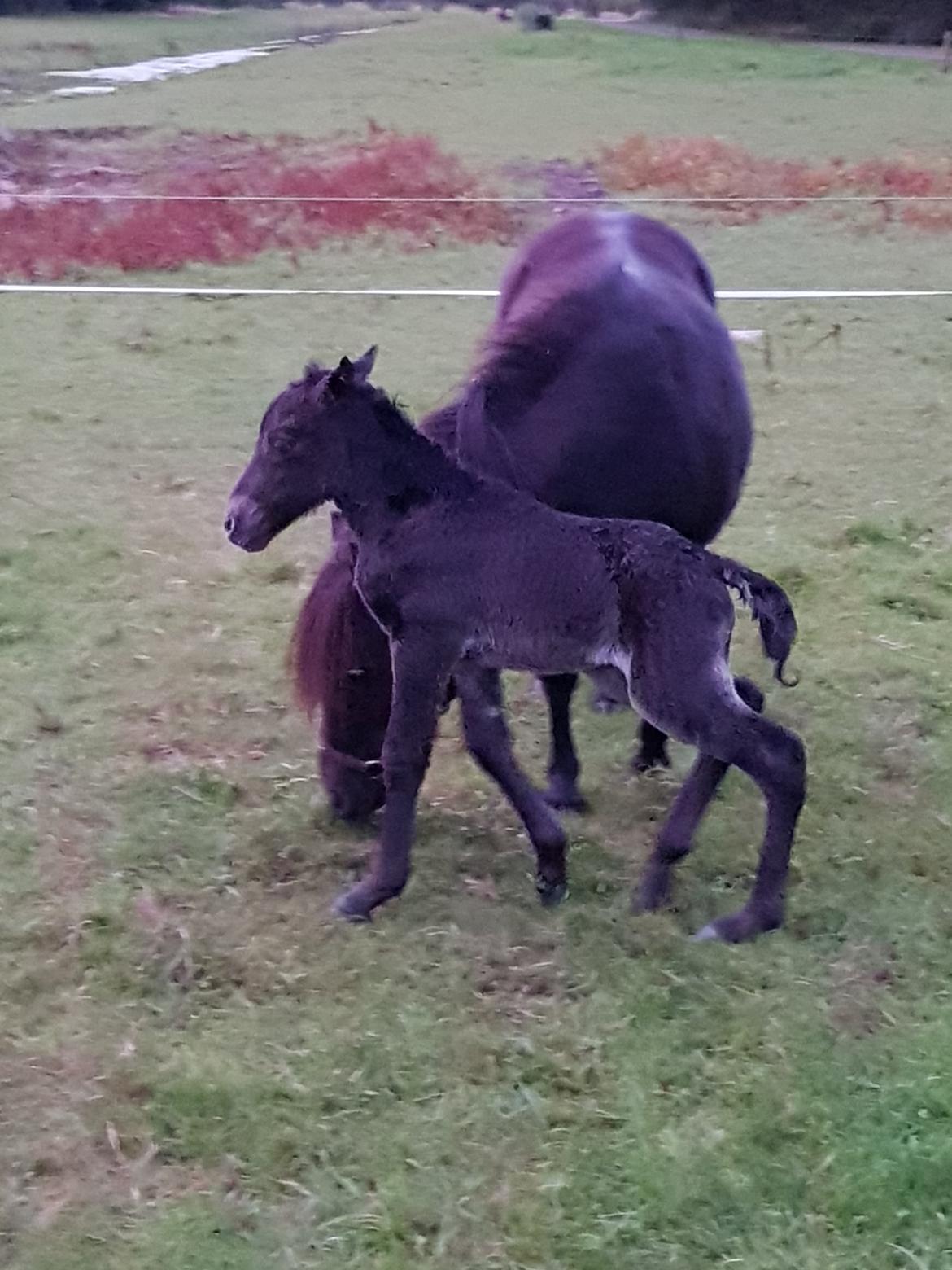 Anden særlig race Nørgaards Nala - Nala den morgen hun blev født billede 15