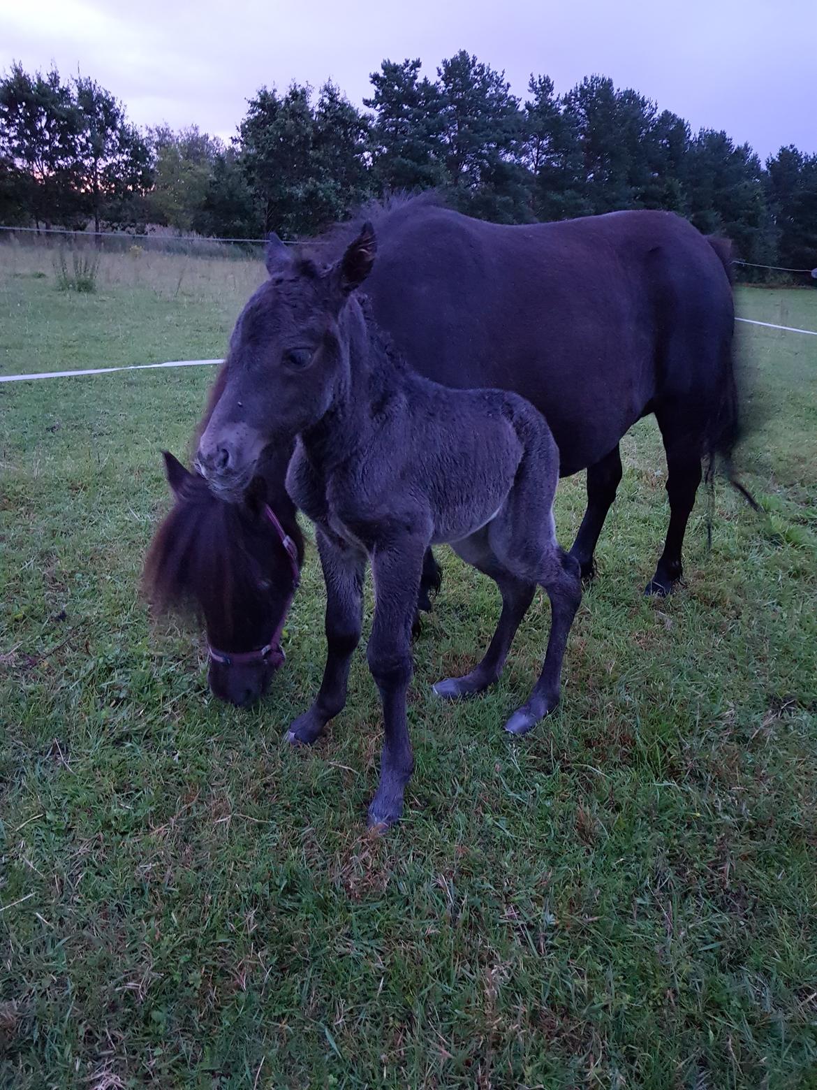 Anden særlig race Nørgaards Nala - Nala den morgen hun blev født billede 16