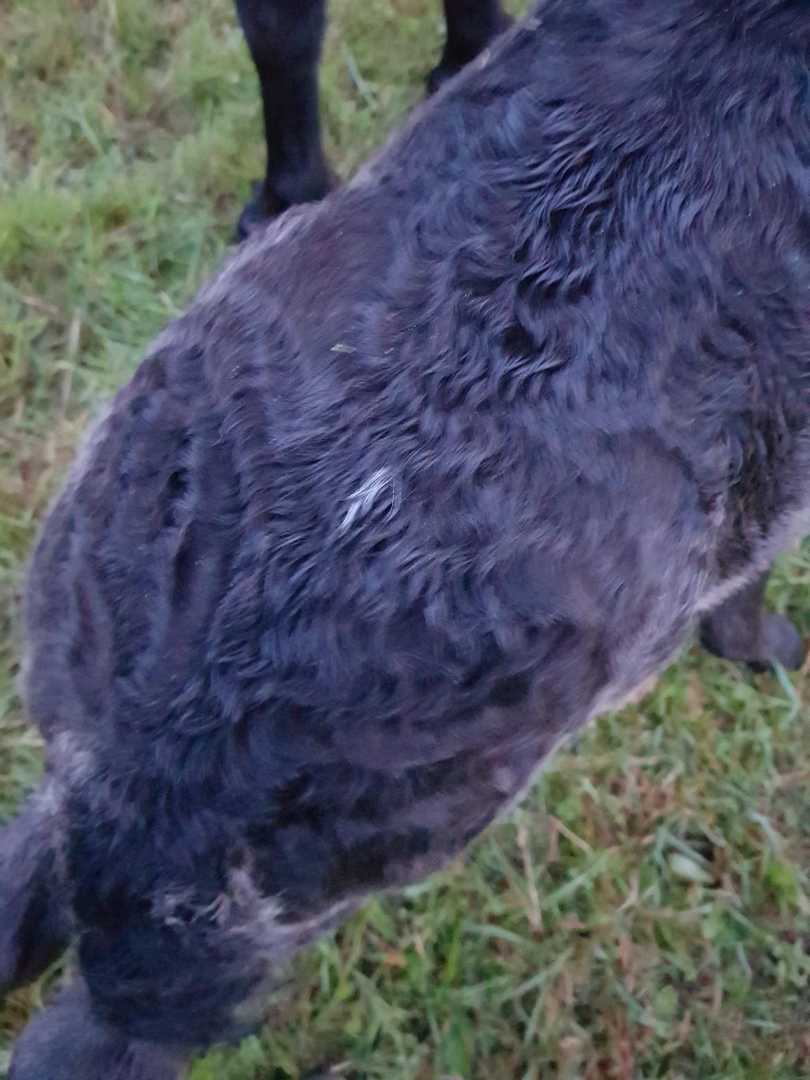 Anden særlig race Nørgaards Nala - Nala's hvide få hår billede 13