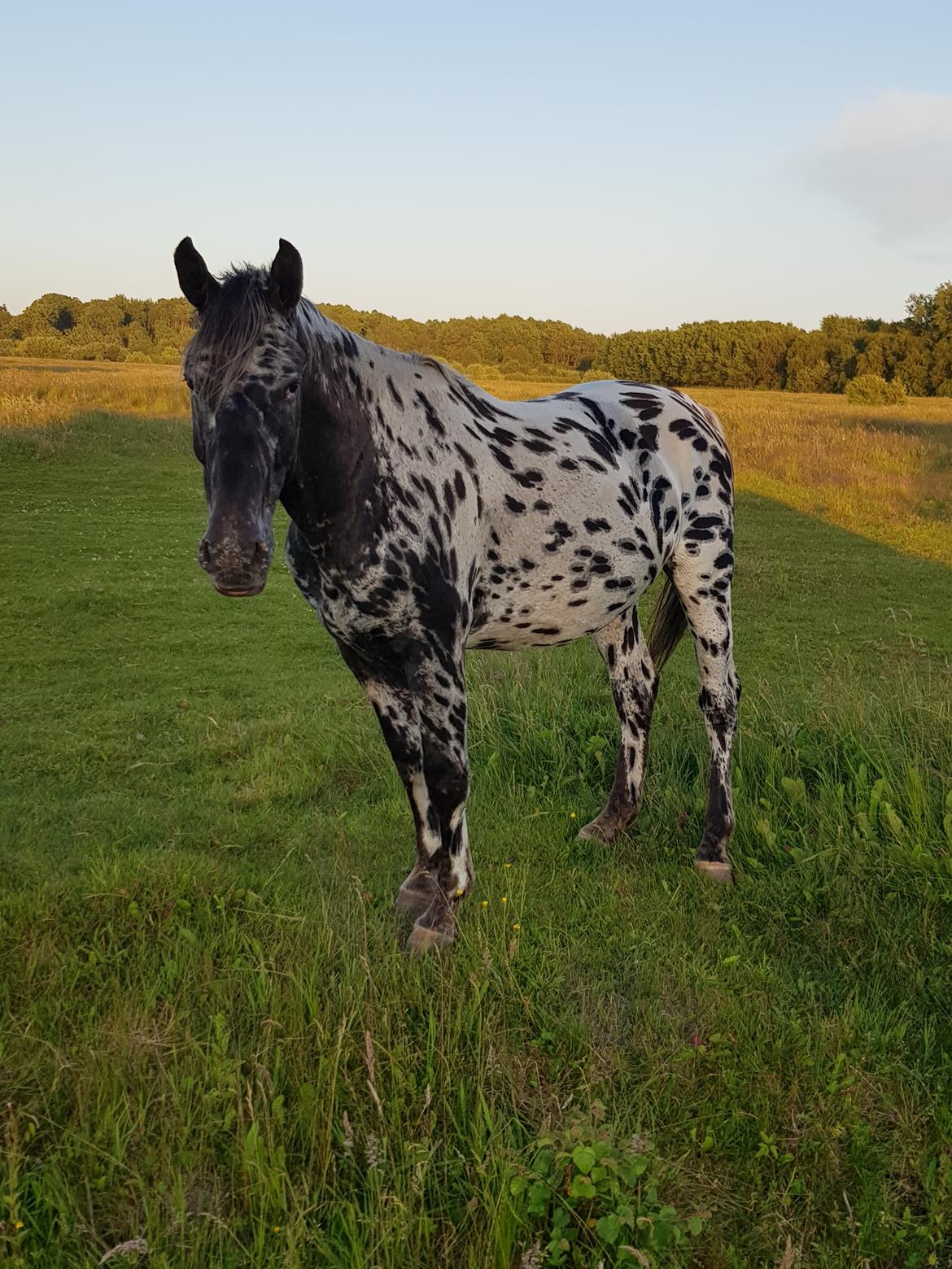 Anden særlig race Nørgaards Nala - Nala's Far billede 14