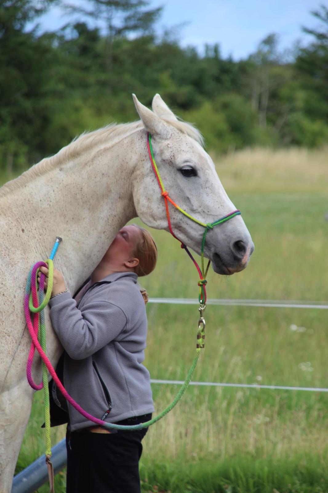 Trakehner I Bella - Foto: Sascha Sif Bredskov billede 3