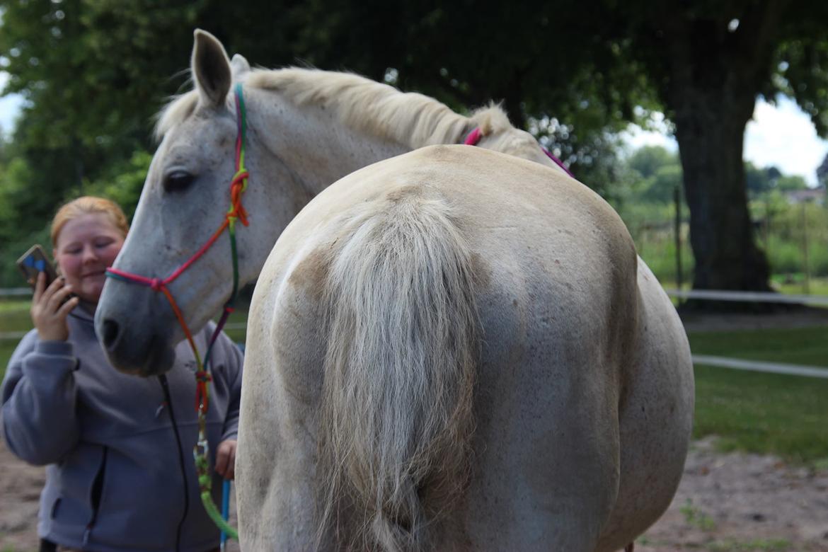 Trakehner I Bella - Foto: Sascha Sif Bredskov billede 7
