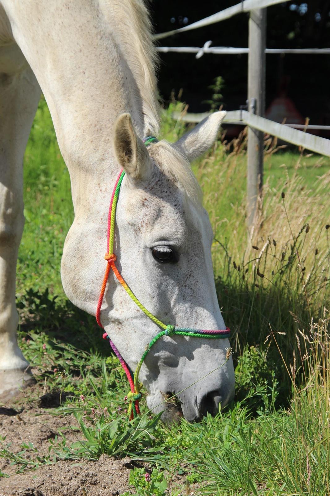 Trakehner I Bella - Foto: Sascha Sif Bredskov billede 10
