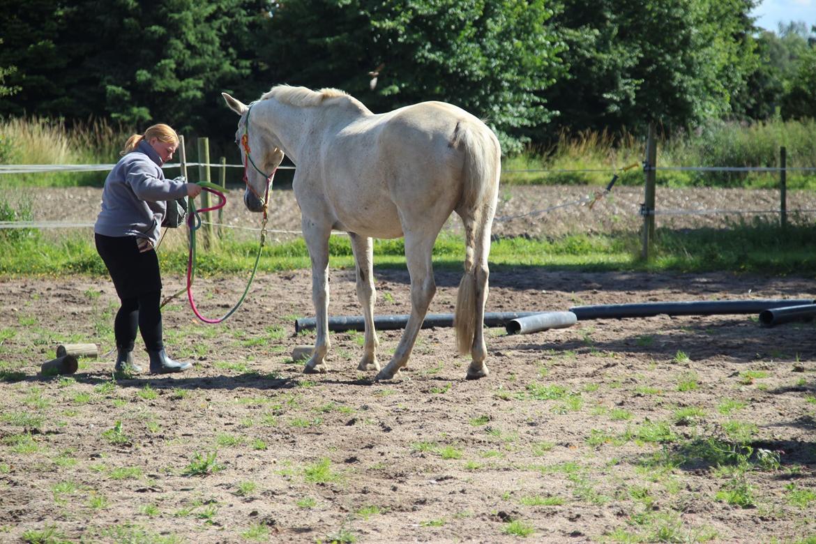 Trakehner I Bella - Foto: Sascha Sif Bredskov billede 4