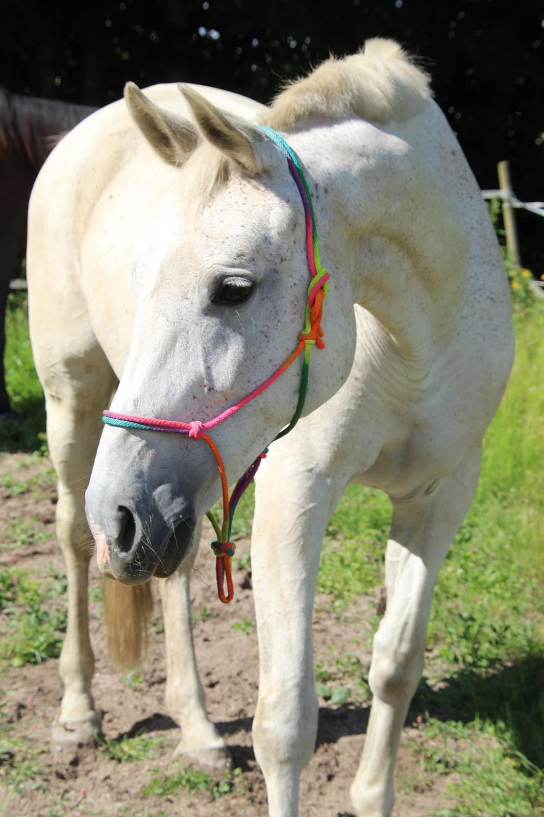 Trakehner I Bella - Foto: Sascha Sif Bredskov billede 11