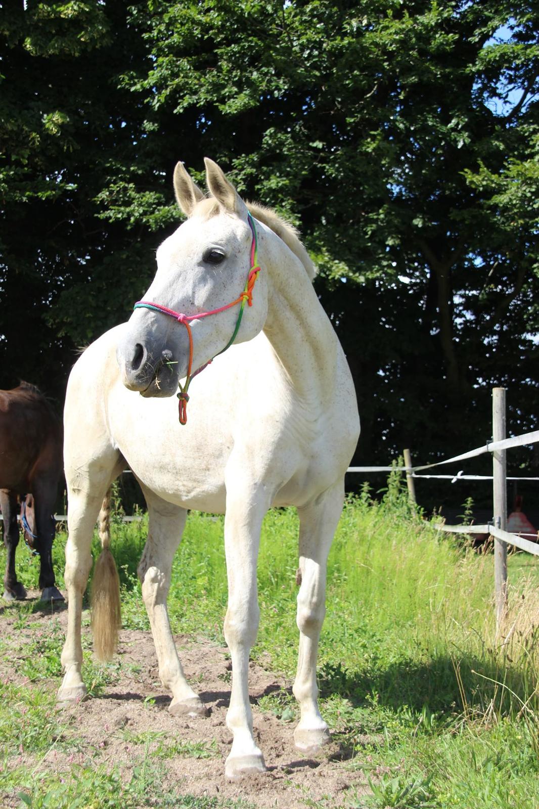 Trakehner I Bella - Foto: Sascha Sif Bredskov billede 1