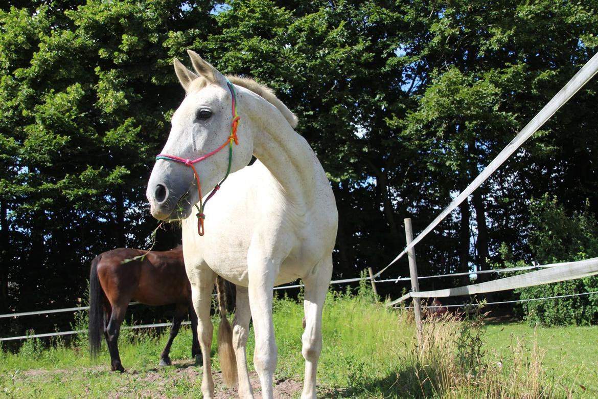 Trakehner I Bella - Foto: Sascha Sif Bredskov billede 6