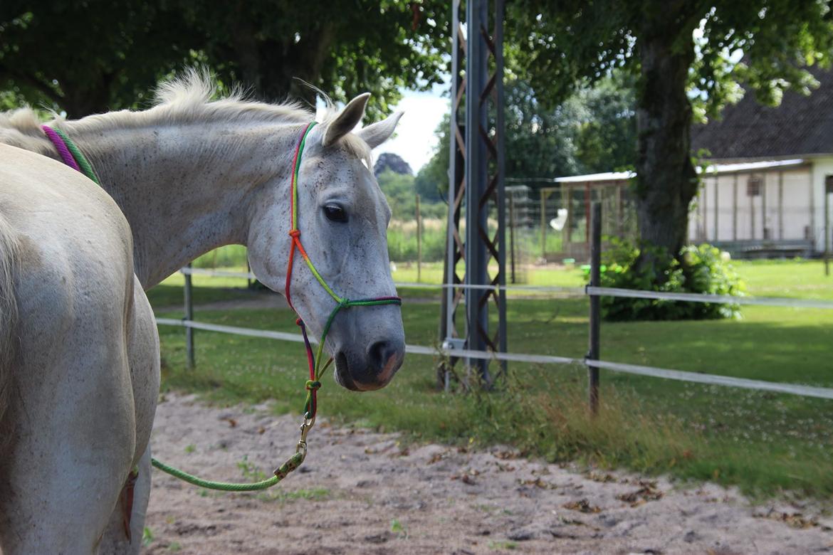 Trakehner I Bella - Foto: Sascha Sif Bredskov billede 9