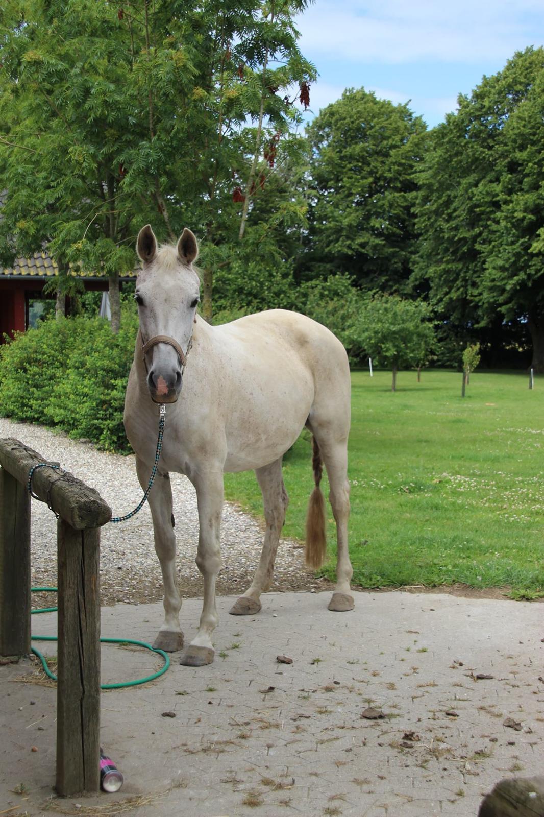 Trakehner I Bella - Foto: Sascha Sif Bredskov billede 2