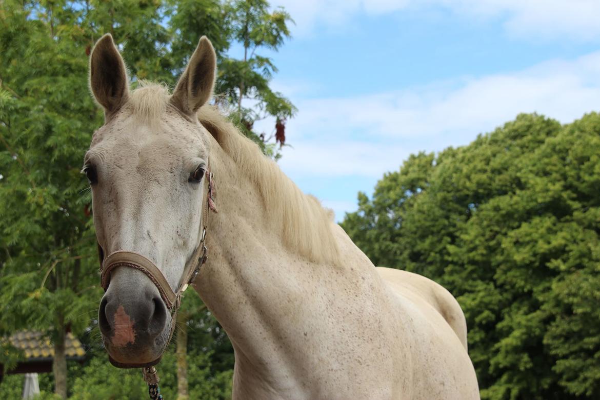 Trakehner I Bella - Foto: Sascha Sif Bredskov billede 8