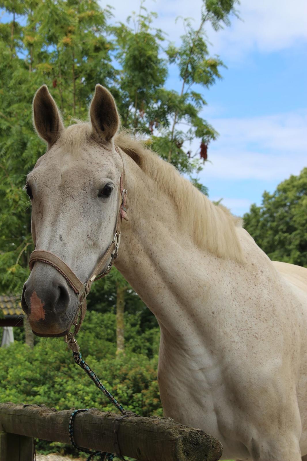 Trakehner I Bella - Foto: Sascha Sif Bredskov billede 5