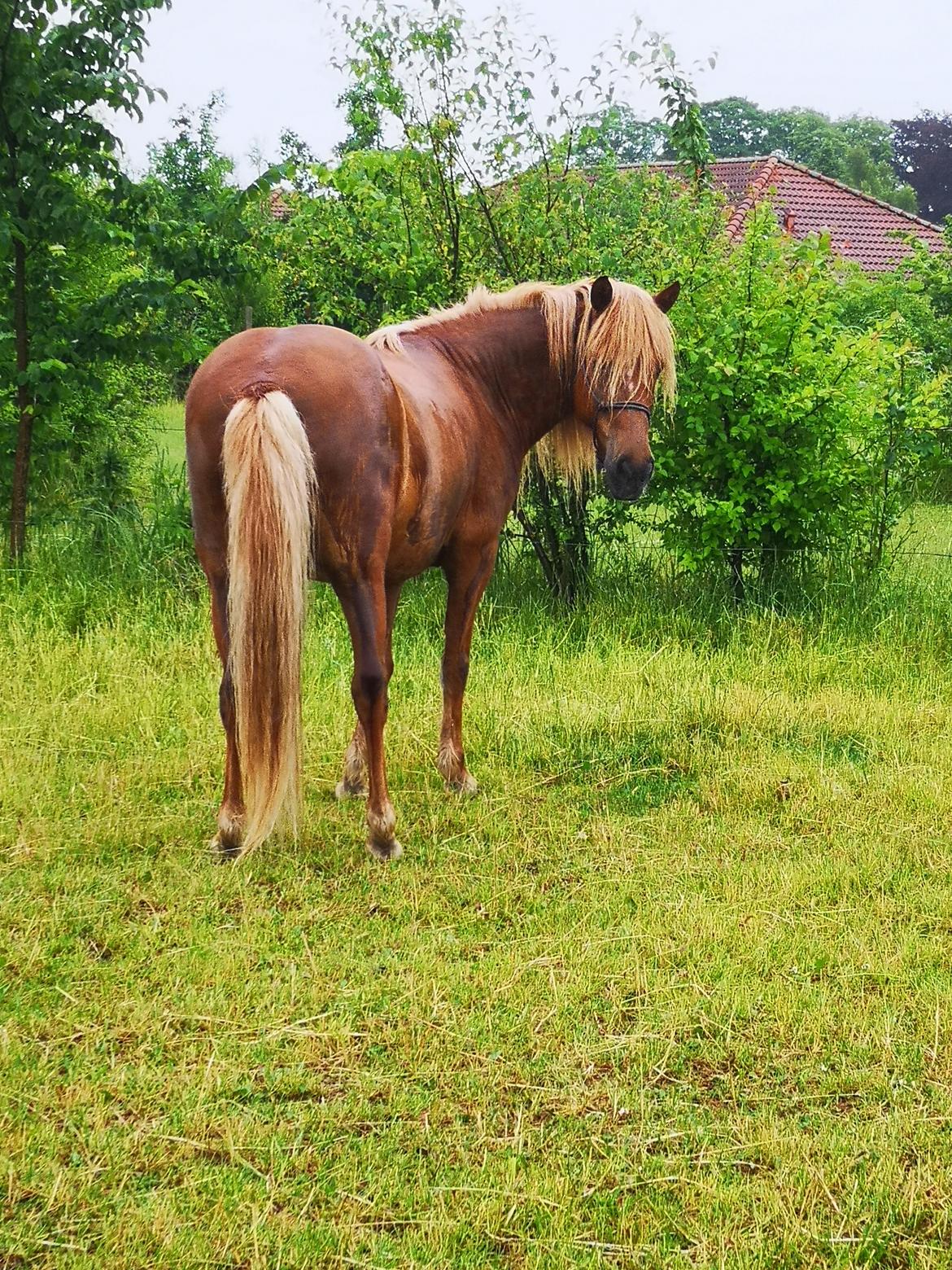 Islænder Náttsól Ninja Nyx billede 33