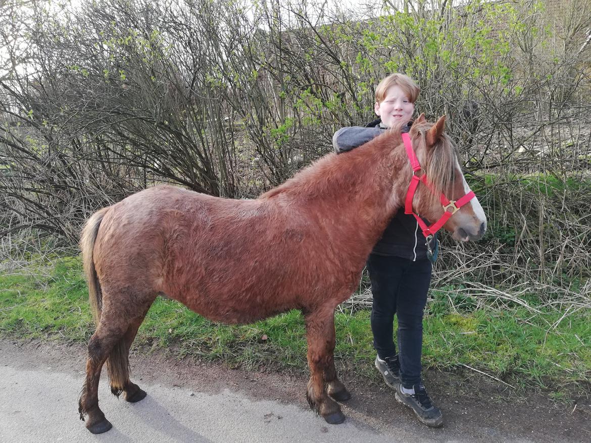 Welsh Mountain (sec A) møllegydens Lynn  billede 1