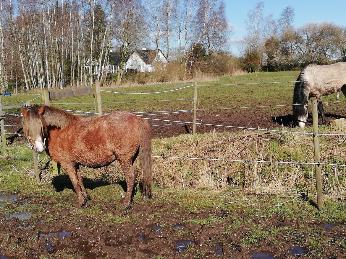 Welsh Mountain (sec A) møllegydens Lynn  billede 2