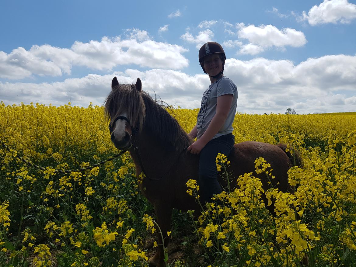 Welsh Mountain (sec A) møllegydens Lynn  billede 3